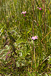 KA_06_1_0848 / Centaurium littorale / Tusengylden