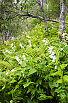 KA_06_1_1123 / Campanula latifolia / Storklokke