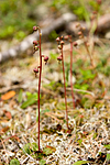KA_06_1_1231 / Pyrola chlorantha / Furuvintergrønn