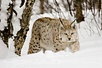 KA_07_1_0203 / Lynx lynx / Gaupe
