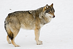 KA_07_1_0218 / Canis lupus / Ulv