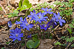 KA_07_1_0438 / Hepatica nobilis / Blåveis
