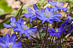 KA_07_1_0439 / Hepatica nobilis / Blåveis
