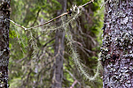 KA_07_1_0898 / Usnea longissima / Huldrestry
