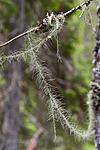 KA_07_1_0899 / Usnea longissima / Huldrestry