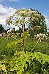 KA_07_1_0955 / Heracleum mantegazzianum / Kjempebjørnekjeks