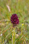 KA_07_1_1008 / Nigritella nigra / Svartkurle