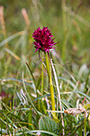 KA_07_1_1011 / Nigritella nigra / Svartkurle