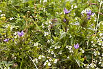 KA_07_1_1364 / Gentianella campestris / Bakkesøte