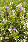 KA_07_1_1365 / Gentianella campestris / Bakkesøte