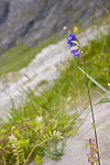 KA_07_1_1393 / Polemonium caeruleum / Fjellflokk