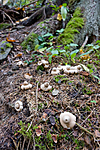 KA_07_1_1777 / Geastrum fimbriatum / Brun jordstjerne