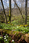 KA_08_1_0751 / Anemone nemorosa / Hvitveis