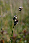 KA_08_1_0969_w / Sesleria caerulea / Svenskegras