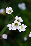 KA_08_1_1043_w / Saxifraga granulata / Nyresildre