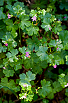 KA_08_1_1096 / Geranium lucidum / Blankstorkenebb