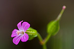 KA_08_1_1098 / Geranium lucidum / Blankstorkenebb