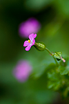 KA_08_1_1099 / Geranium lucidum / Blankstorkenebb
