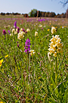 KA_08_1_1137 / Dactylorhiza sambucina / Søstermarihand
