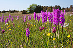 KA_08_1_1142 / Orchis mascula / Vårmarihand