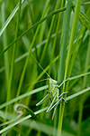 KA_08_1_1405 / Conocephalus dorsalis / Sivgresshoppe