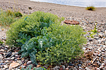 KA_08_1_1502 / Crambe maritima / Strandkål