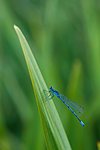 KA_08_1_1524 / Coenagrion puella / Sørlig blåvannymfe