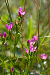 KA_08_1_1574 / Centaurium littorale / Tusengylden