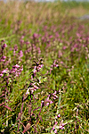 KA_08_1_1578