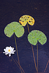 KA_08_1_1638 / Nymphaea alba / Hvit nøkkerose