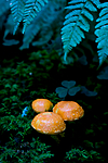 KA_08_1_1921 / Pholiota astragalina / Safranskjellsopp