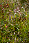 KA_08_1_1940 / Silene nutans / Nikkesmelle