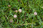 KA_08_1_1950 / Trifolium fragiferum / Jordbærkløver