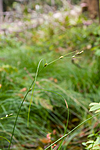 KA_08_1_2052 / Carex remota / Slakkstarr
