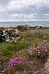 KA_090510_0743 / Armeria maritima / Fjærekoll
