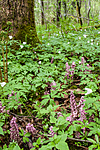 KA_090519_0900 / Lathraea squamaria / Skjellrot