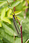 KA_090603_1120 / Myrmeleon formicarius / Skogmaurløve