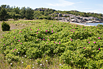 KA_090622_1343 / Rosa rugosa / Rynkerose