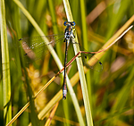 KA_090622_1366 / Lestes dryas / Sørlig metallvannymfe