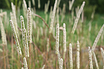 KA_090629_1502 / Phleum phleoides / Smaltimotei