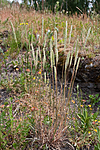 KA_090629_1505 / Phleum phleoides / Smaltimotei