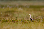 KA_090715_1694 / Pluvialis apricaria / Heilo