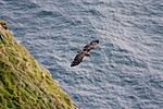 KA_090726_1762 / Haliaeetus albicilla / Havørn