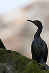 KA_090727_1925 / Phalacrocorax aristotelis / Toppskarv