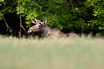 KA_090811_2317 / Alces alces / Elg