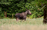 KA_090811_2322 / Alces alces / Elg