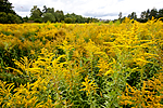 KA_090902_2569 / Solidago canadensis / Kanadagullris