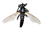 KA_090914_albiceps_female_dorsal / Philonicus albiceps / Sandrovflue