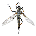 KA_090914_cyanurus_female_dorsal / Neoitamus cyanurus / Svartfotskogrovflue