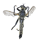 KA_090914_picipes_male_dorsal / Didysmachus picipes / Svartfotrovflue